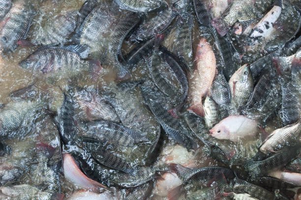 Jual Ikan Gurame, Beli ikan Gurame Citayam dan Depok 