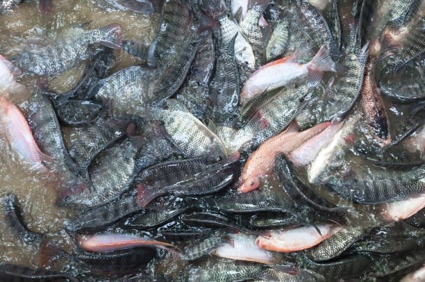 Ikan Gurame Merah Segar di bedahan