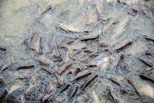 Ikan Lele Segar di bedahan