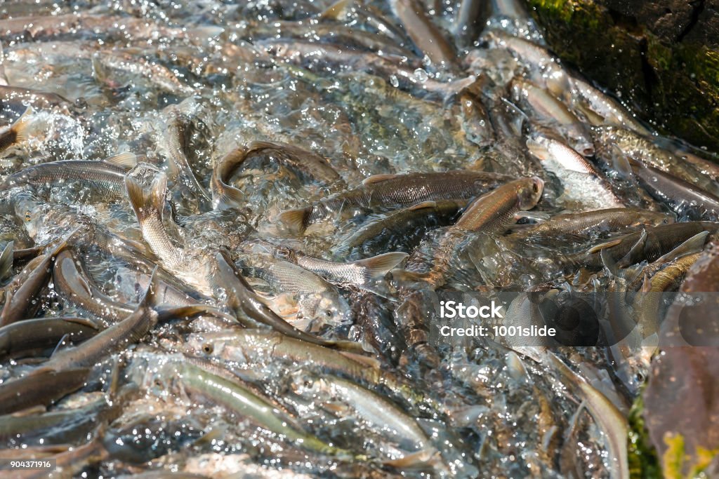 Ikan Lele Segar di cipayung