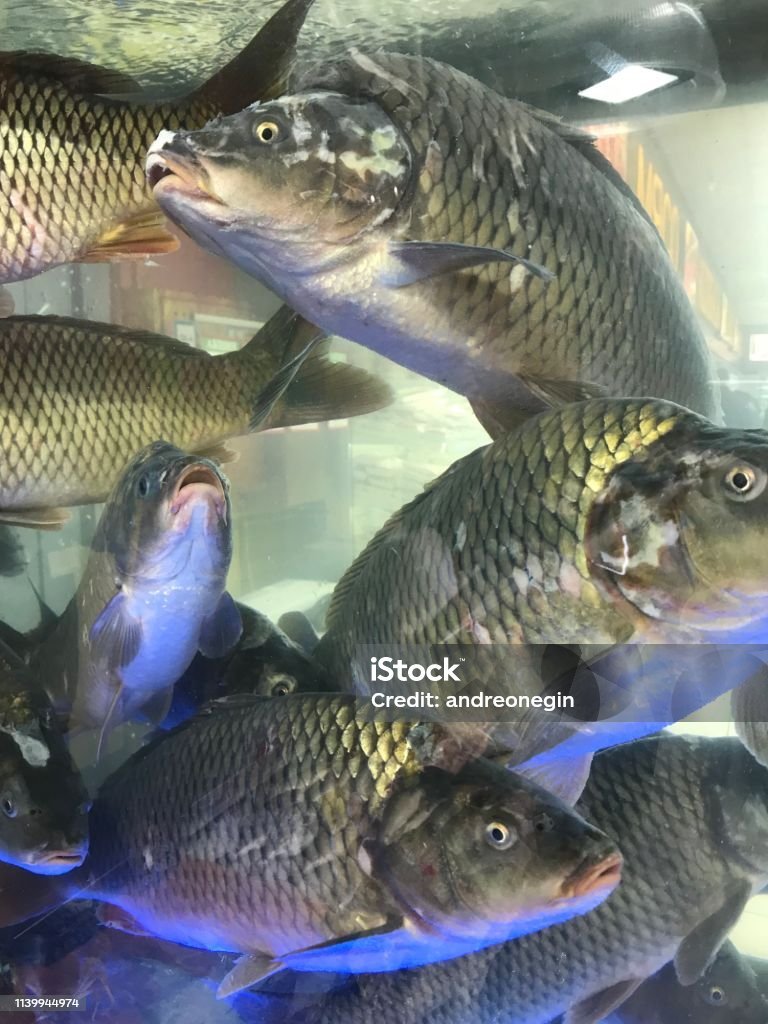Ikan Mas Raksasa Segar di Kolam