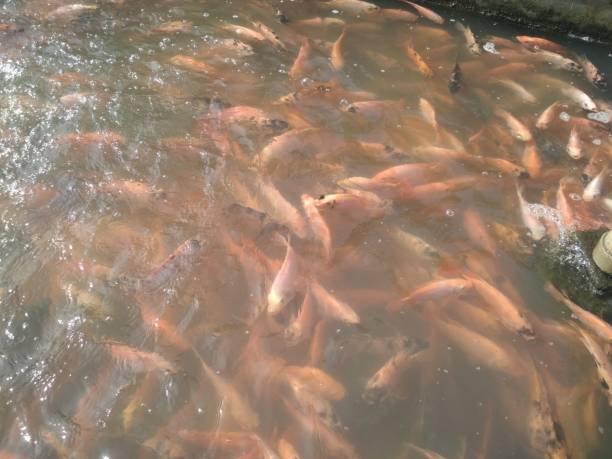 Jual Ikan Nila, Beli ikan NIla Citayam dan Depok 