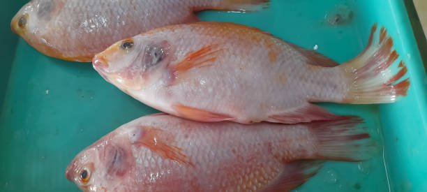 Ikan Nila Merah Segar di cipayung
